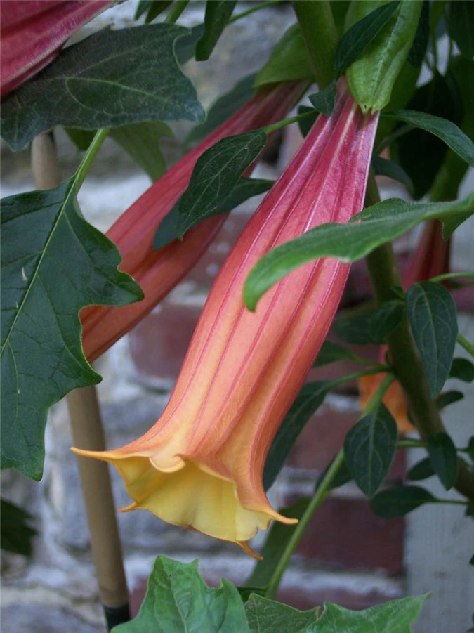 Brugmansia là một loại cây thuộc họ Cà. Nạn nhân dính độc của nó sẽ ở trong trạng thái kích thích tình dục trước khi chết. Ảnh: Zing News Tuy nhiên điều thu hút nhất trong tòa lâu đài này lại chính là khu vườn độc dược đầy