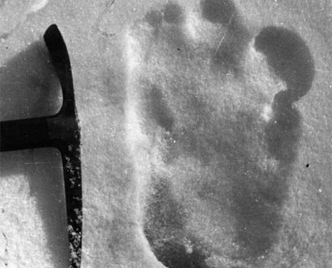 Truy tìm dã nhân Bigfoot