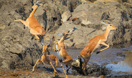 Linh dương bay trên không thoát cú đớp 'điện giật' của cá sấu