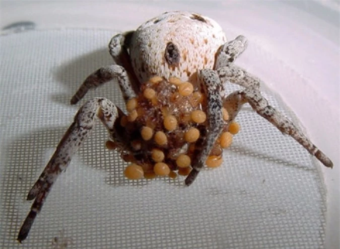 Đàn con sẽ bu vào đầu nhện mẹ để hút hết chất dinh dưỡng