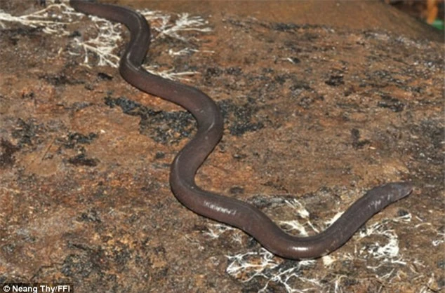 Sinh vật lạ mang thân hình giống giun, dài như rắn - ảnh 2