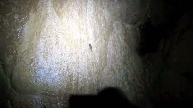 Hành trình leo vách đá của loài cá nhỏ kỳ lạ