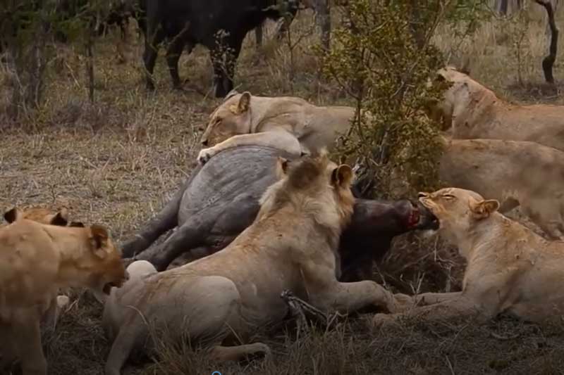 CLIP: Đàn trâu rừng bất lực nhìn đồng loại bị sư tử ăn thịt