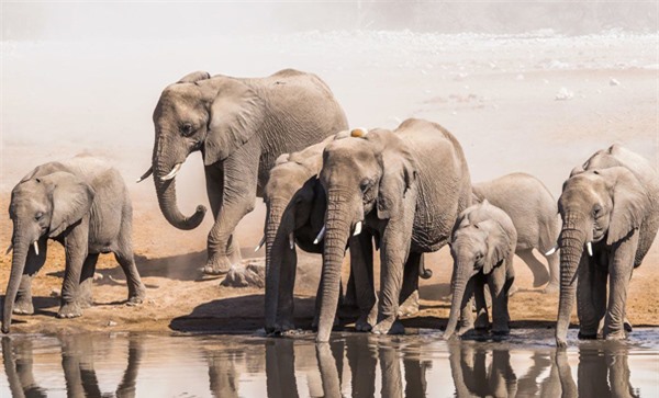 Động vật ngủ ít nhất hành tinh và khả năng chống ung thư kỳ diệu