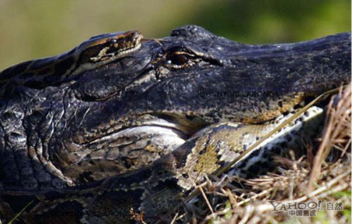 Cá sấu châu Mỹ đại chiến trăn Miến Điện