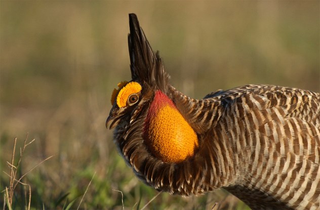 Động vật có túi kỳ dị nhất hành tinh