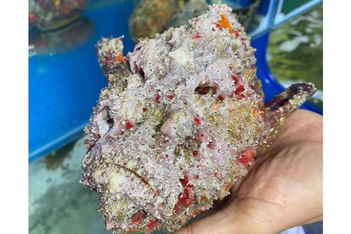 Loại cá xù xì, chứa nọc độc nguy hiểm lại là thực phẩm hút khách, chi tiền triệu để thưởng thức