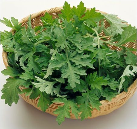 Tác dụng phụ đáng sợ của lá ngải cứu nếu dùng không đúng cách