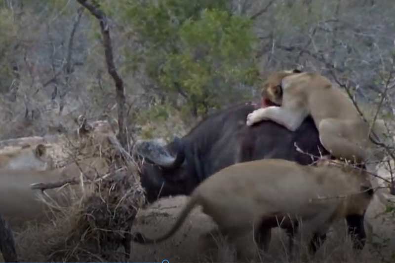 CLIP: Chống trả quyết liệt, trâu rừng vẫn không thoát khỏi nanh vuốt của đàn sư tử