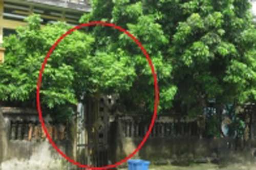 Quanh nhà có cây, kiểm tra ngay 5 điều phong thủy dưới đây để tránh tán gia bại sản