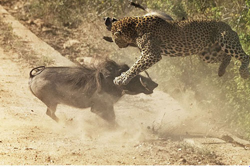 Lợn rừng dũng mãnh húc tung báo đốm cứu con