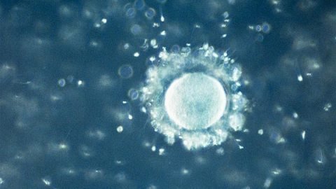 Phát hiện đột phá về buồng trứng phụ nữ