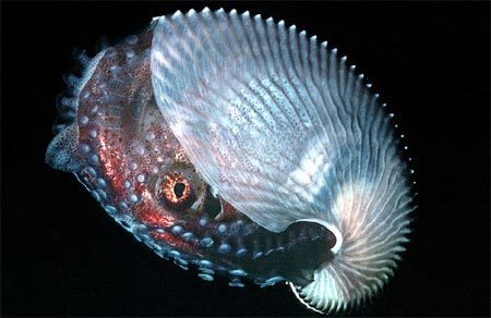 Những sinh vật độc đáo sinh tồn nhờ biệt tài tàng hình