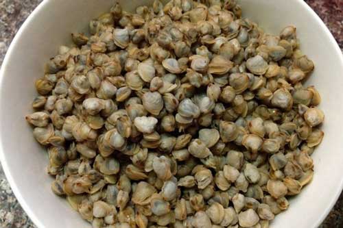 Khi mua hến cần biết điều này để tránh ‘rước họa vào thân’