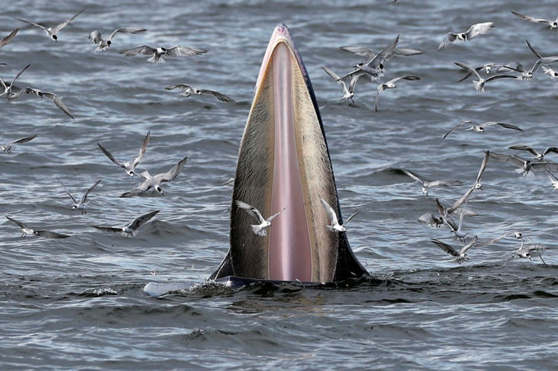 Ảnh động vật ấn tượng: Mòng biển suýt rơi vào bụng cá voi, bò tót tắm bùn