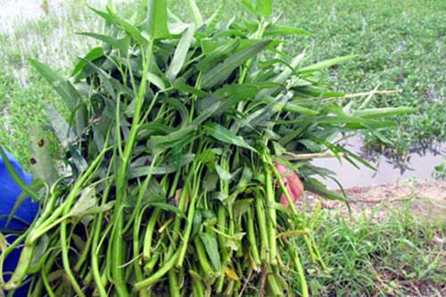 Cách phân biệt rau muống nhiễm chì độc hại đơn giản nhất