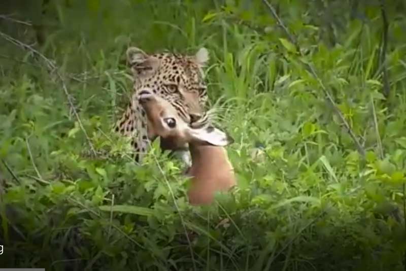 CLIP: Xót thương linh dương Impala lạc mẹ bị báo hoa mai đoạt mạng