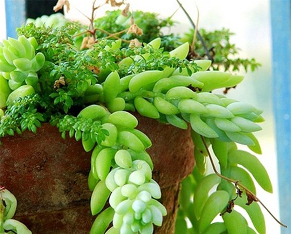 Cây độc: Nên cân nhắc khi trồng chuỗi ngọc treo bởi chất độc trên toàn thân cây