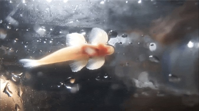 'Giật mình' với loài cá mù giỏi đi bộ và leo thác như động vật bốn chân