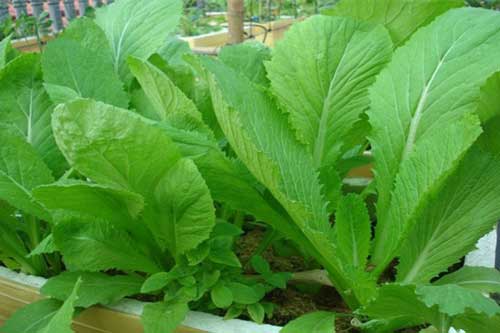 Những loại rau ‘cấm kỵ’ ăn nhiều vào mùa hè kẻo 'trúng độc'