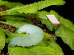 Thực vật cũng có “thính giác”