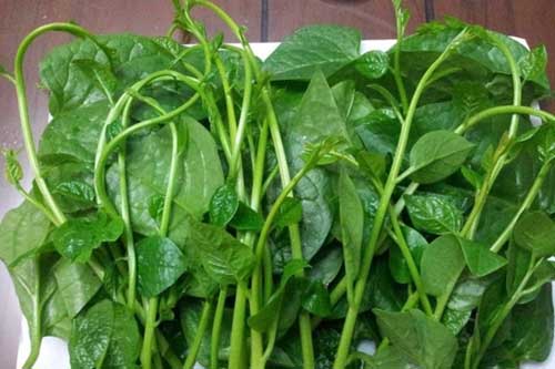 Ăn rau mồng tơi kiểu này không khác nào rước bệnh vào nhà