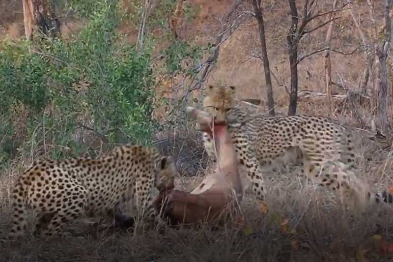 CLIP: Miếng ngon chuẩn bị xơi, hai con báo ê chề bỏ chạy vì bị đàn linh cẩu đến cướp