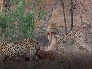 CLIP: Miếng ngon chuẩn bị xơi, hai con báo ê chề bỏ chạy vì bị đàn linh cẩu đến cướp