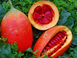 Vì sao hạt gấc được xem là vị thuốc quý trong Đông y?