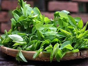 Ăn rau ngót cũng tiềm ẩn một số tác dụng phụ không ngờ tới