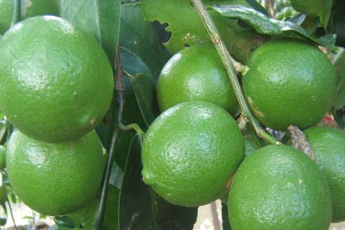 Tại sao dù nhà ai đất chật hẹp tới mấy cũng phải trồng cây chanh?