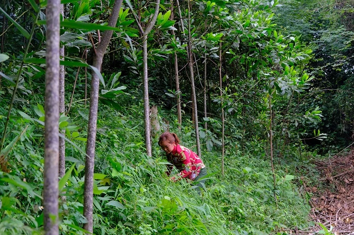 Chị Nông Thị Tám đang chăm sóc những cây keo của gia đình mình do Quỹ 1 triệu cây xanh cho Việt Nam và Vinamilk trao tặng.