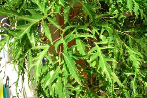 Cây đinh lăng - thảo dược rẻ tiền trị 'bách bệnh' ai cũng cần biết