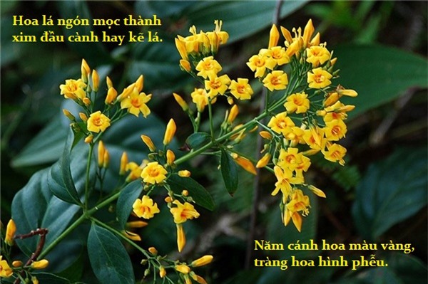 Cây độc: Nhắc tên là người Việt sợ hãi, chỉ cần ăn 3 lá cũng liệt toàn thân