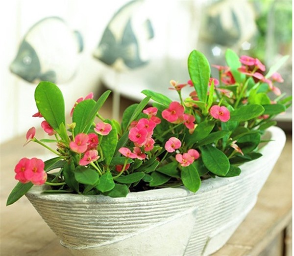 Cây độc: Trong nhà có trẻ nhỏ, bạn không nên trồng Xương Rồng Bát Tiên vì lý do này!