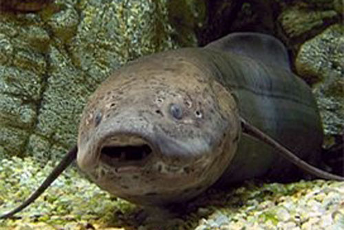 Những loài động vật có khả năng kỳ lạ