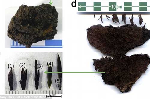 Bí ẩn lăng mộ hoàng đế chôn cùng lá chè cổ nhất thế giới