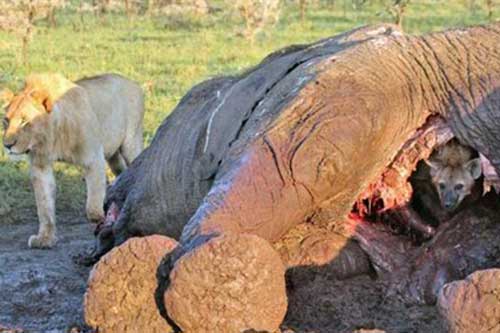 Chui vào bụng voi trốn, linh cẩu suýt bị sư tử giết
