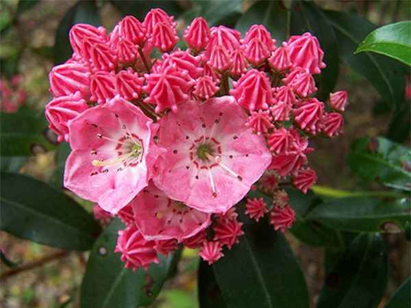 Cây độc: Dù rất lộng lẫy, nhưng nguyệt quế núi có khả năng gây cái chết đau đớn