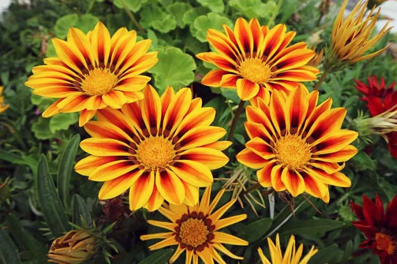 5. Hoa Gazania.