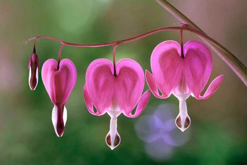 8. Hoa Lamprocapnos spectabilis.