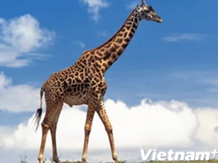 Sự thật về hươu cao cổ khiến chúng ta không khỏi 'ngỡ ngàng'