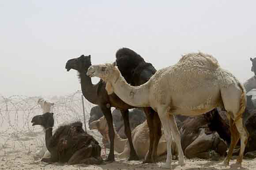 Lạc đà Arập có 57% hệ gen tương đồng với người