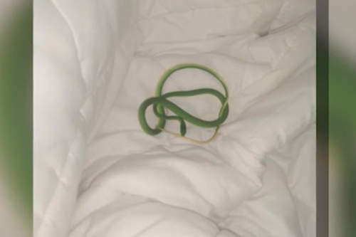 Tỉnh dậy tại khách sạn, người phụ nữ thất kinh khi thấy rắn bò quanh tay