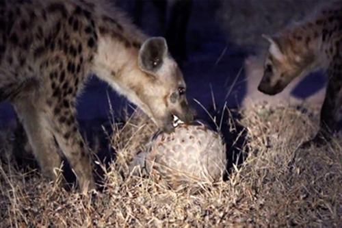 Bầy linh cẩu đói bất lực trước 'thiết giáp' của tê tê