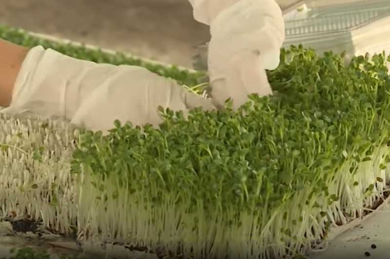 Hà Nội: Thu tiền tỷ mỗi năm nhờ trồng rau trên khu đất hoang