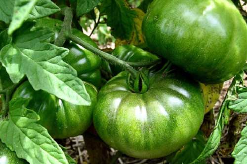 Điểm mặt 7 loại thực phẩm nguy hiểm có thể gây tử vong