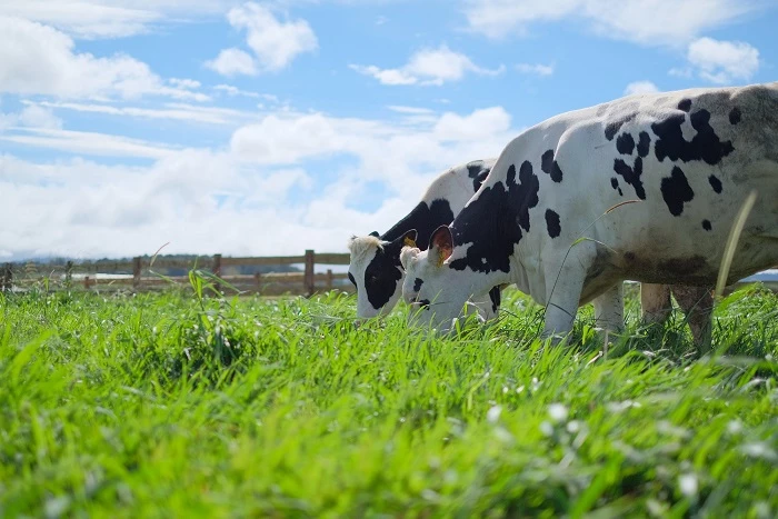 Bò sữa organic được chăn thả tự nhiên trên các đồng cỏ đạt chuẩn hữu cơ châu Âu tại trang trại Vinamilk Organic Đà Lạt.