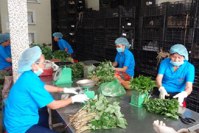 Các HTX được giảm 30% thuế thu nhập doanh nghiệp phải nộp năm 2020