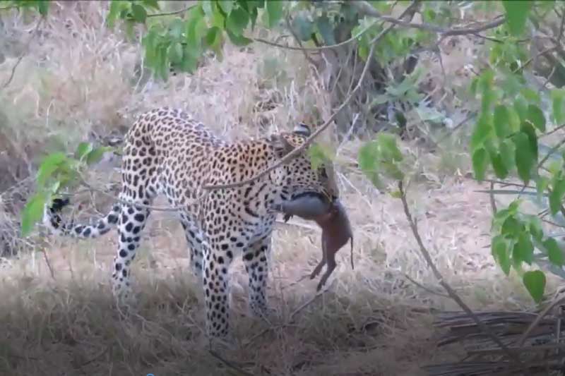 CLIP: Báo hoa mai xé xác lợn bướu